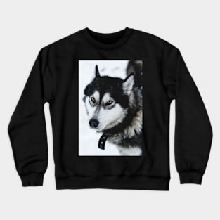 Malamute Dog On a Snow Field Crewneck Sweatshirt